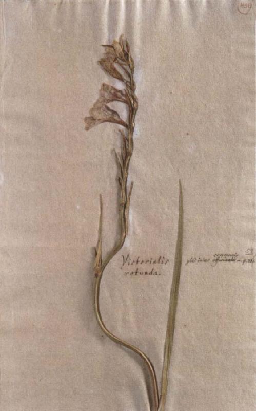Johann Wolfgang von Goethe Herbarium sheet France oil painting art